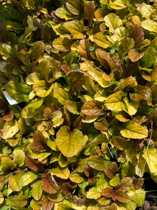 Ajuga reptans Feathered Friends 'Parrot Paradise'