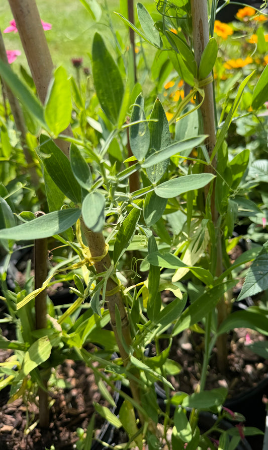 Lathyrus latifolius (Perennial Sweet Pea)