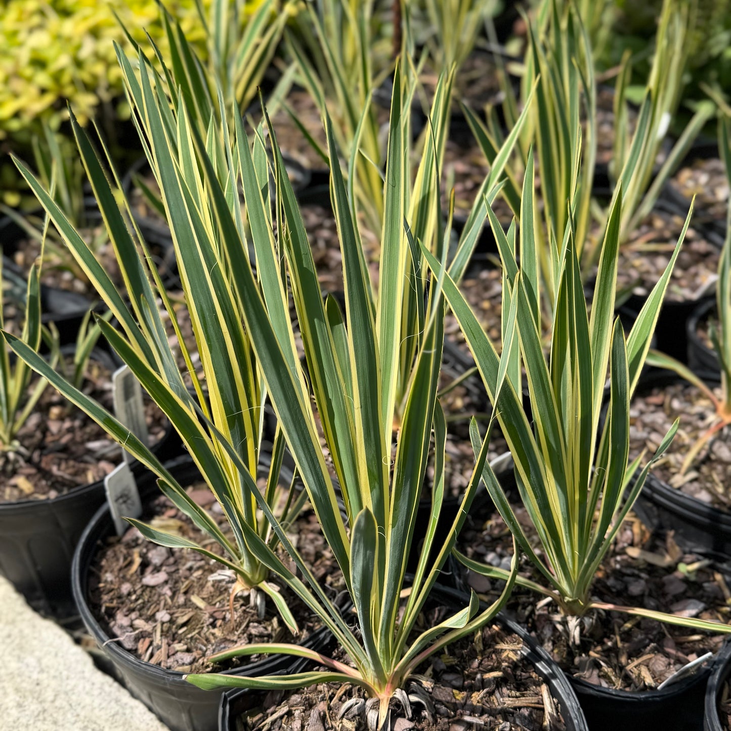 Yucca filamentosa 'Bright Edge'