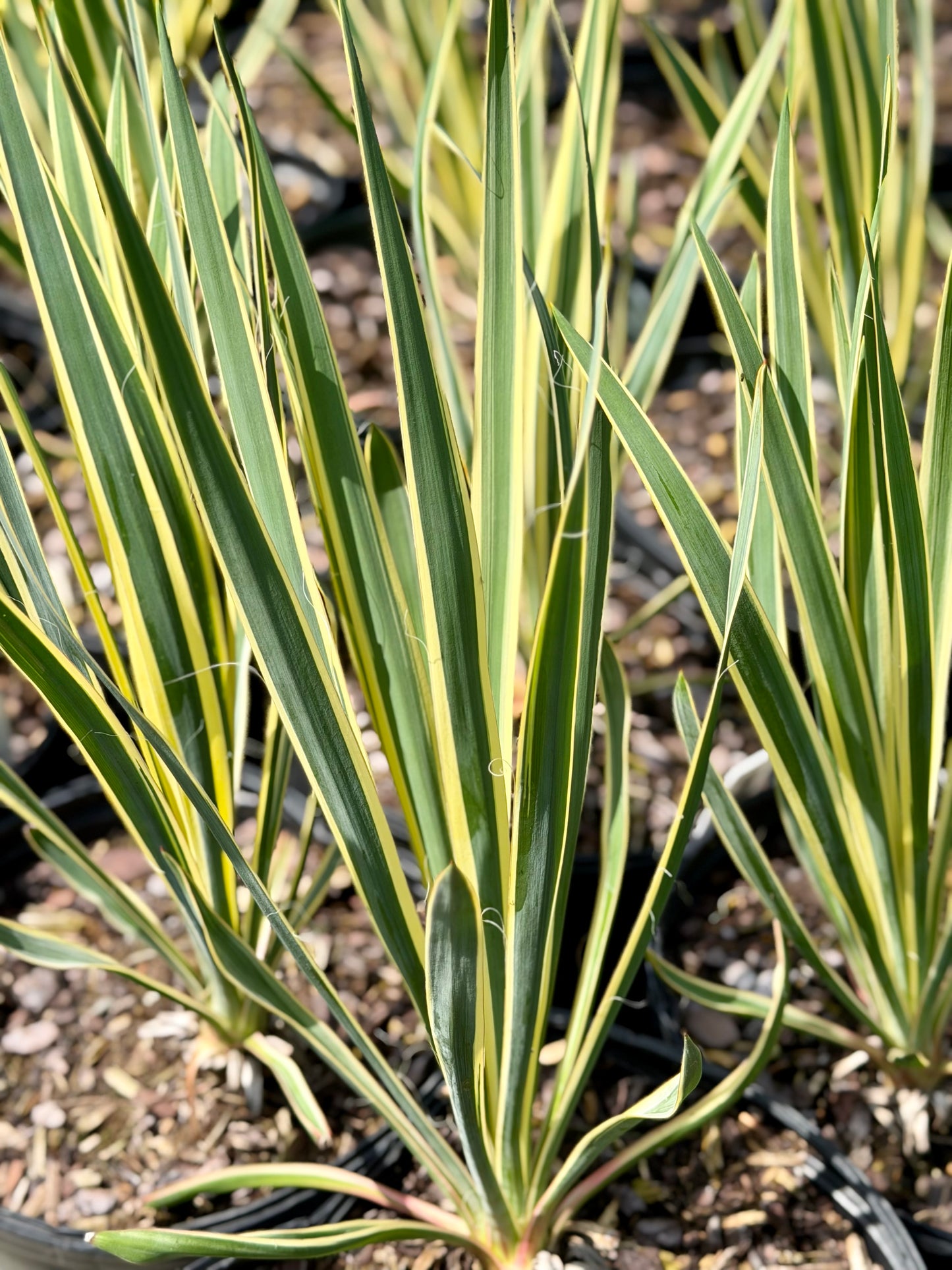 Yucca filamentosa 'Bright Edge'