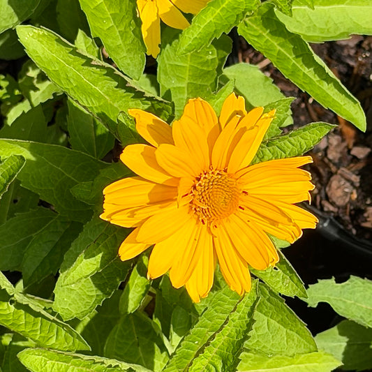 Heliopsis helianthoides 'Sole Magico' (False Sunflower)
