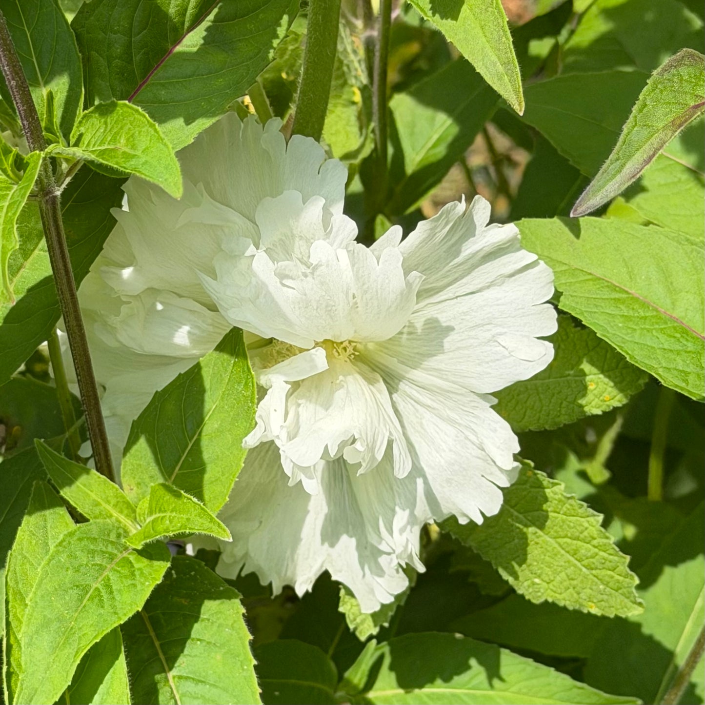 Alcea rosea `Indian Springs' (Hollyhock)