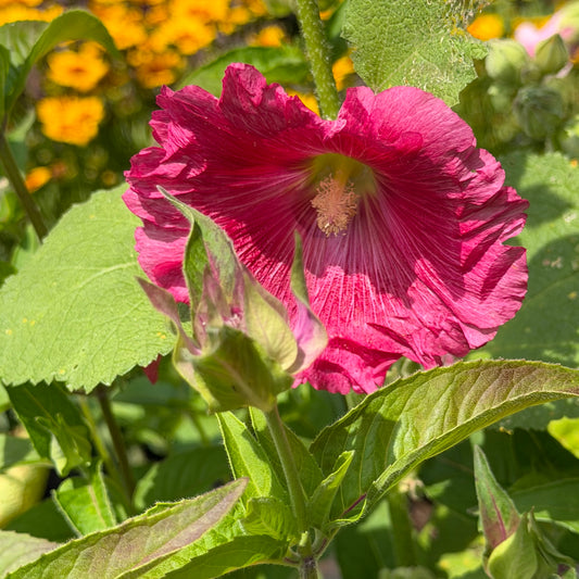 Alcea rosea `Indian Springs' (Hollyhock)