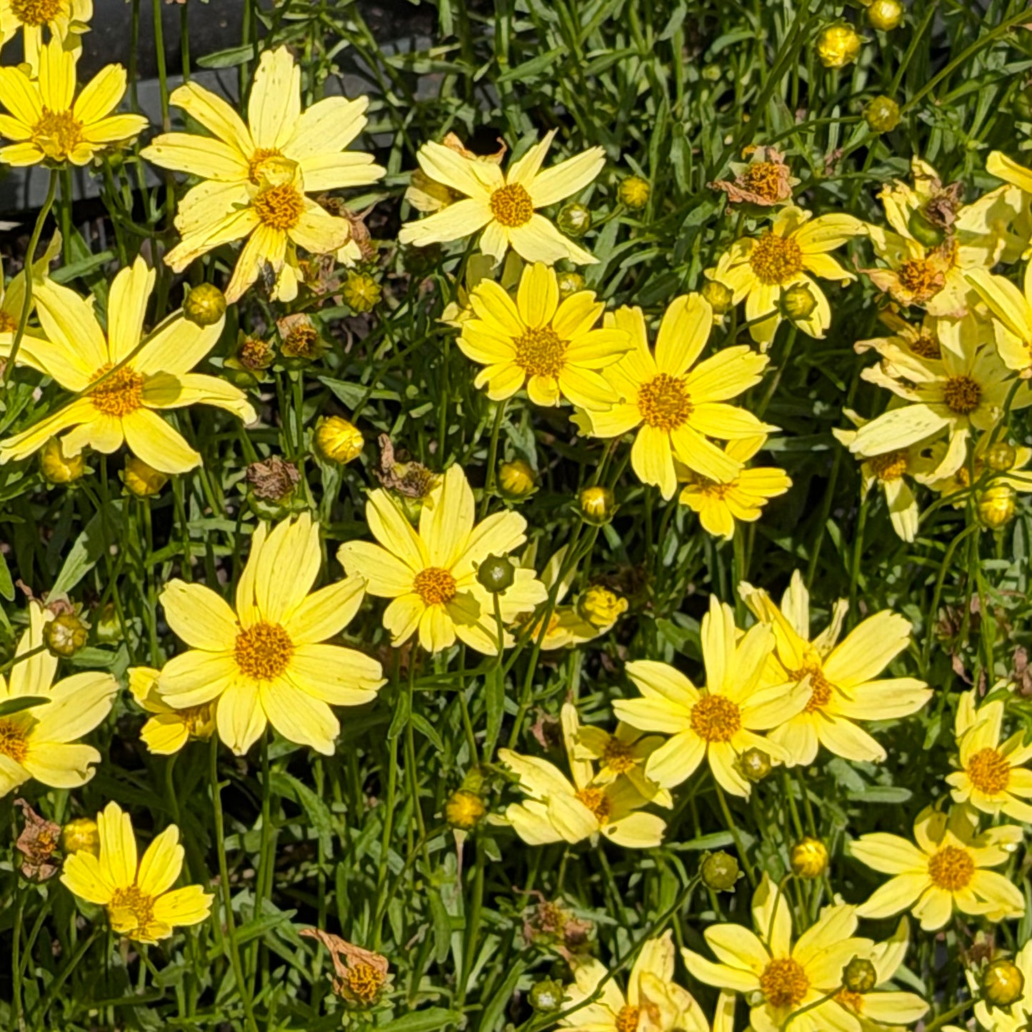 Coreopsis verticillata 'Creme Brulee' (Tickseed)