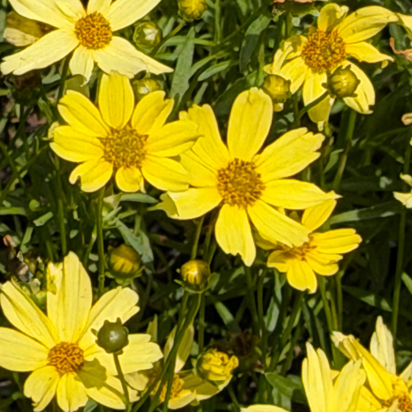 Coreopsis verticillata 'Creme Brulee' (Tickseed)