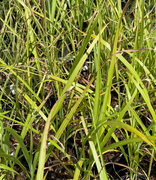 Miscanthus sinensis 'Silberfeder'