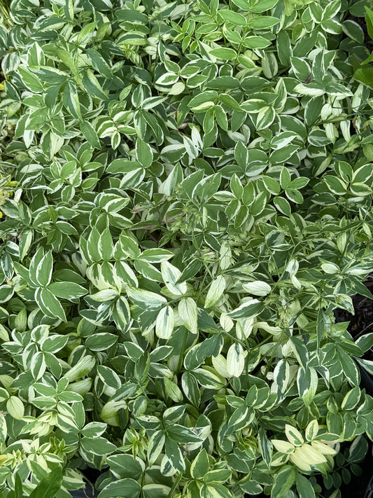 Polemonium 'Stairway to Heaven'  (Jacob's Ladder)