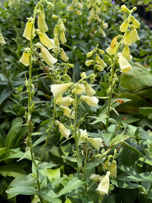 Digitalis grandiflora ‘Carillon’ (Dwarf Yellow Foxglove)