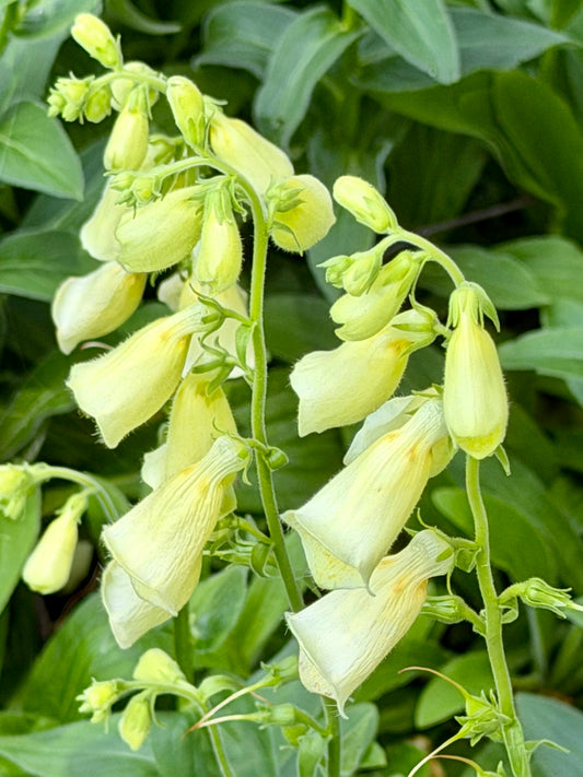 Digitalis grandiflora ‘Carillon’ (Dwarf Yellow Foxglove)