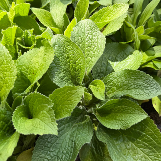 Digitalis mertonensis (Strawberry Foxglove)