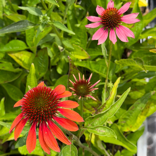 Echinacea purpurea 'Cheyenne Spirit' (Coneflower)