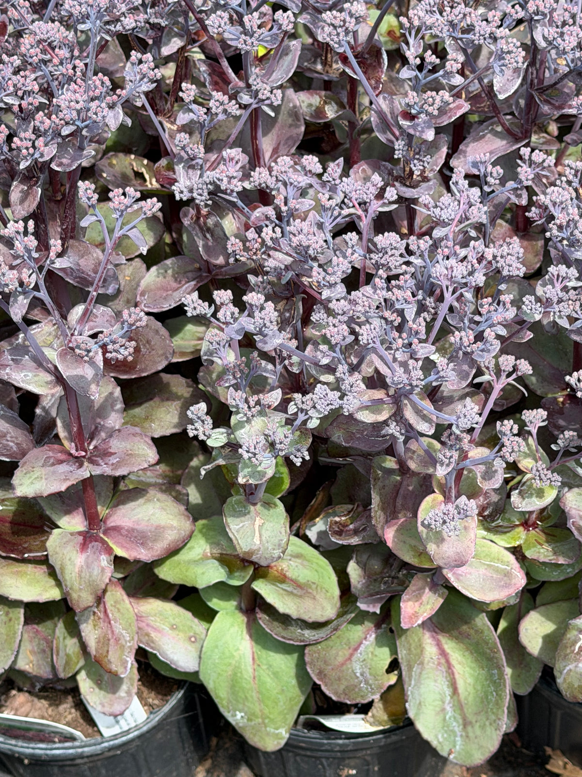 Sedum x 'Back in Black'