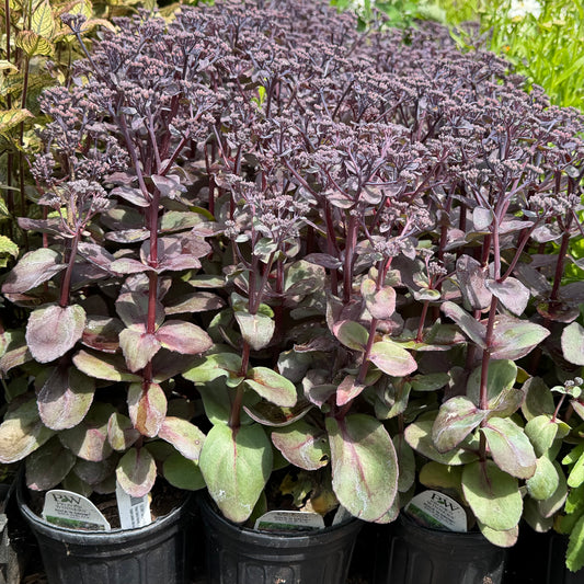 Sedum x 'Back in Black'