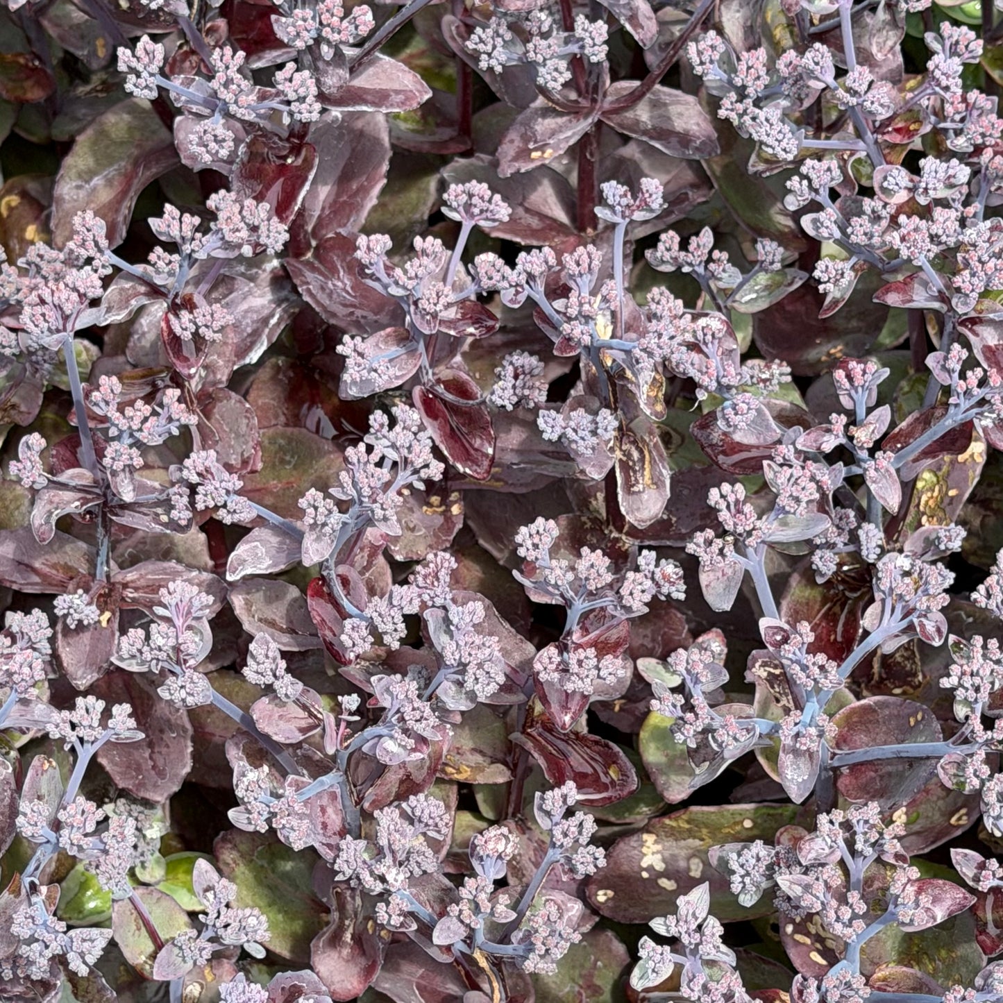 Sedum x 'Back in Black'
