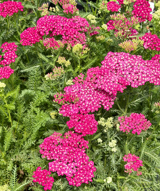 Achillea millefolium 'Saucy Seduction' (Yarrow)