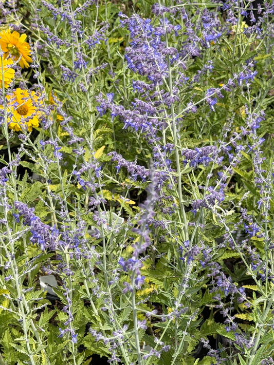 Perovskia atriplicifolia 'Crazy Blue' (Russian Sage)
