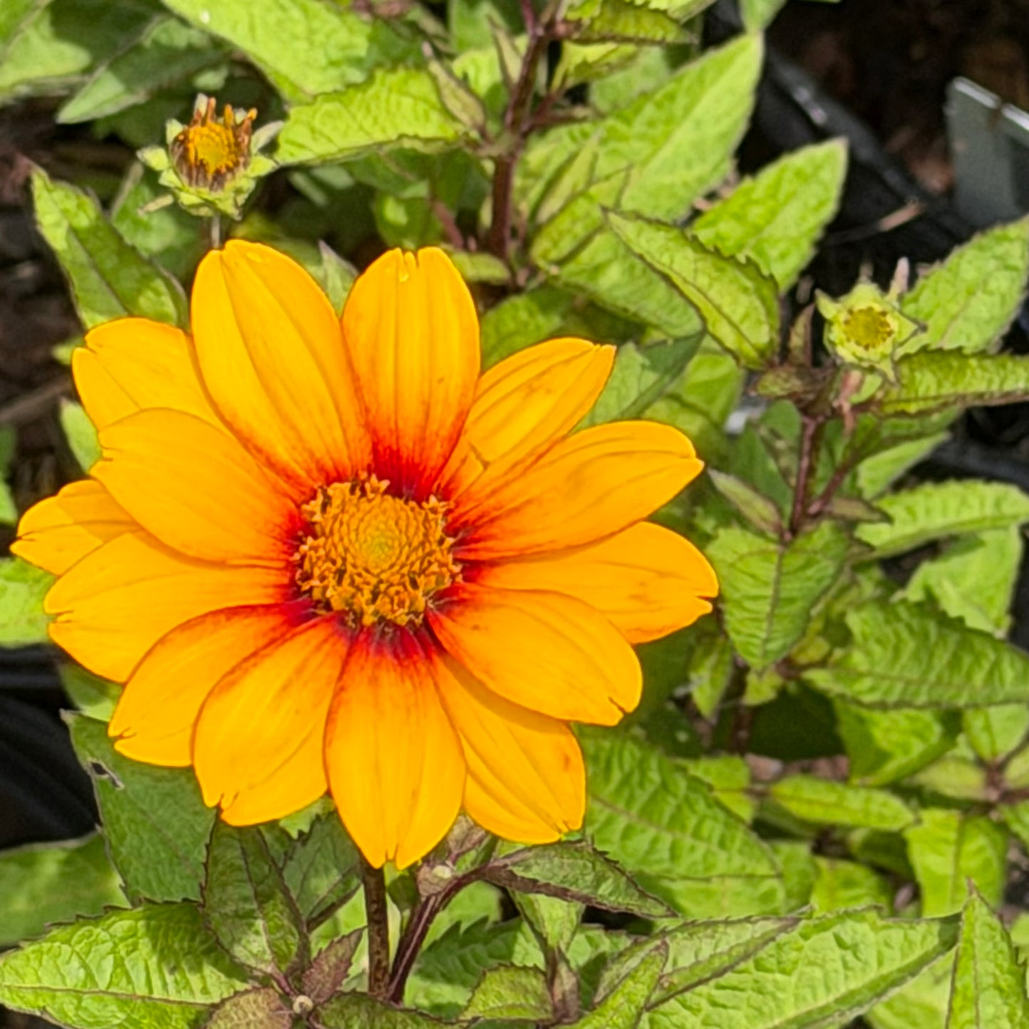 Heliopsis helianthoides 'Sunopsis Sunspot' (False Sunflower)