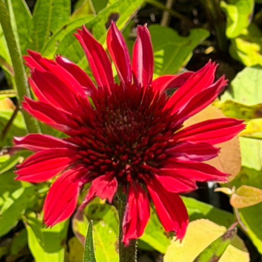 Echinacea x 'Sunmagic Vintage Hot Red' (Coneflower)