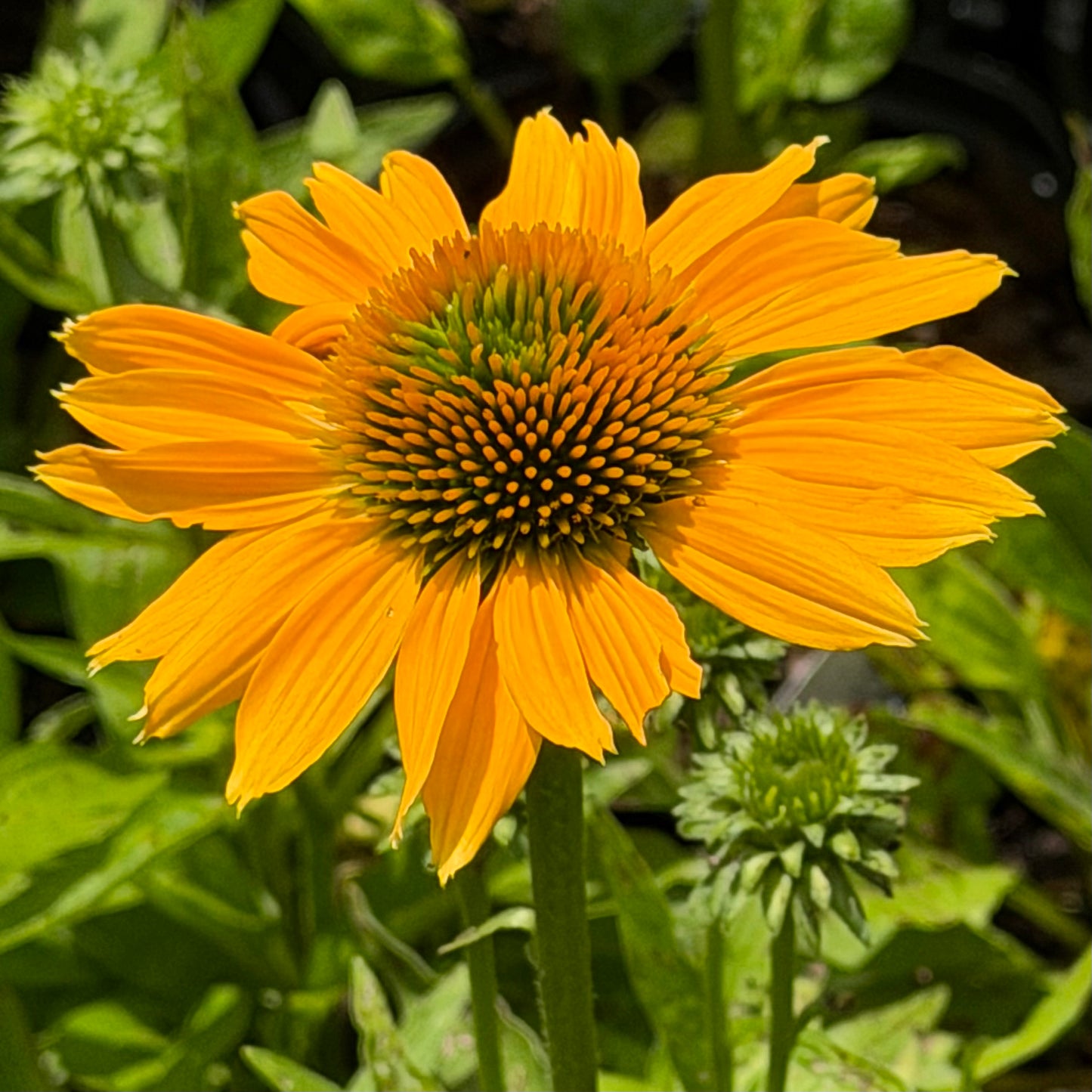 Echinacea x 'Sunmagic Vintage Mango’ (Coneflower)