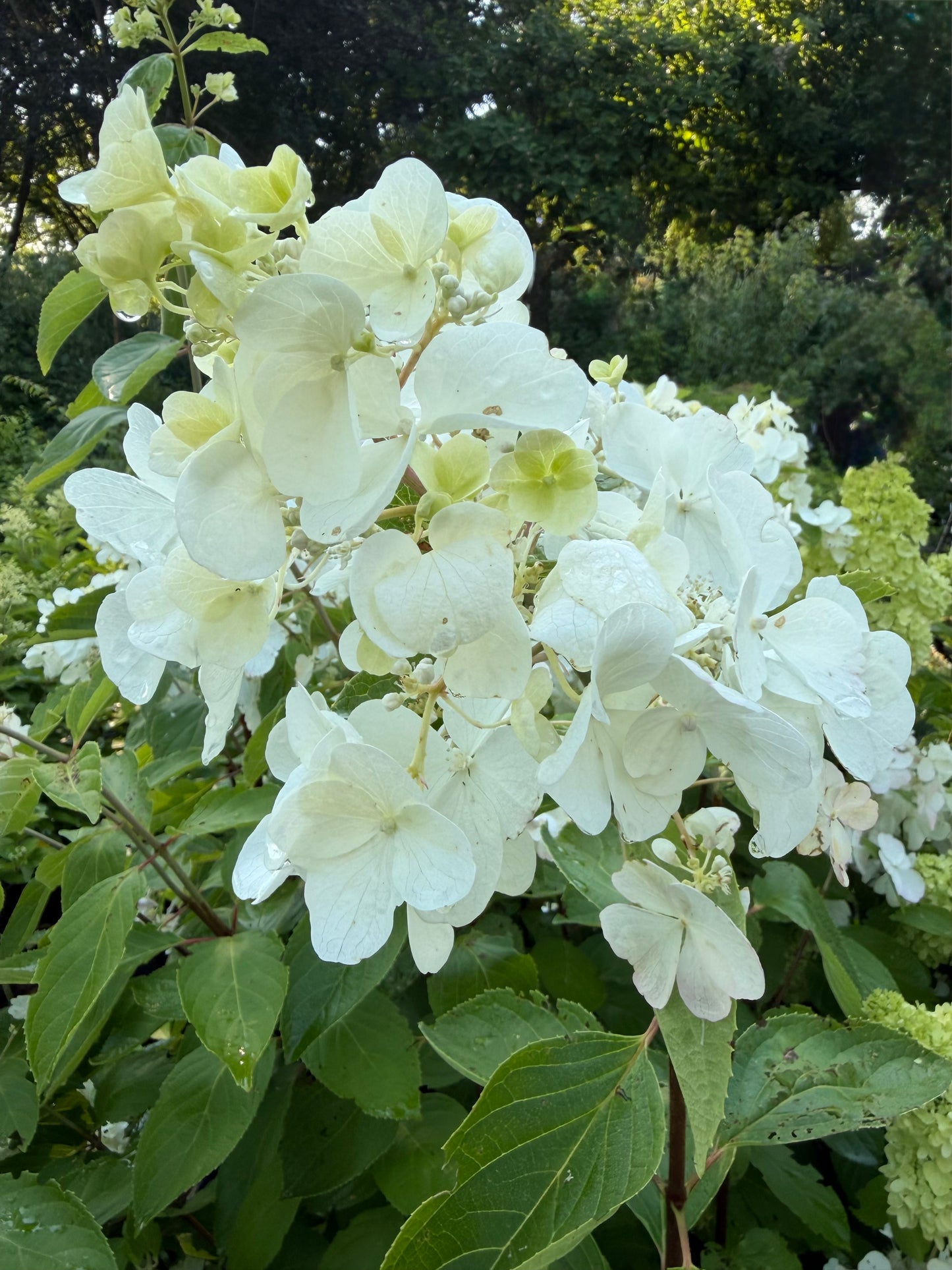 Hydrangea paniculata 'Polar Ball'