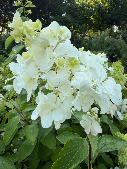 Hydrangea paniculata 'Polar Ball'