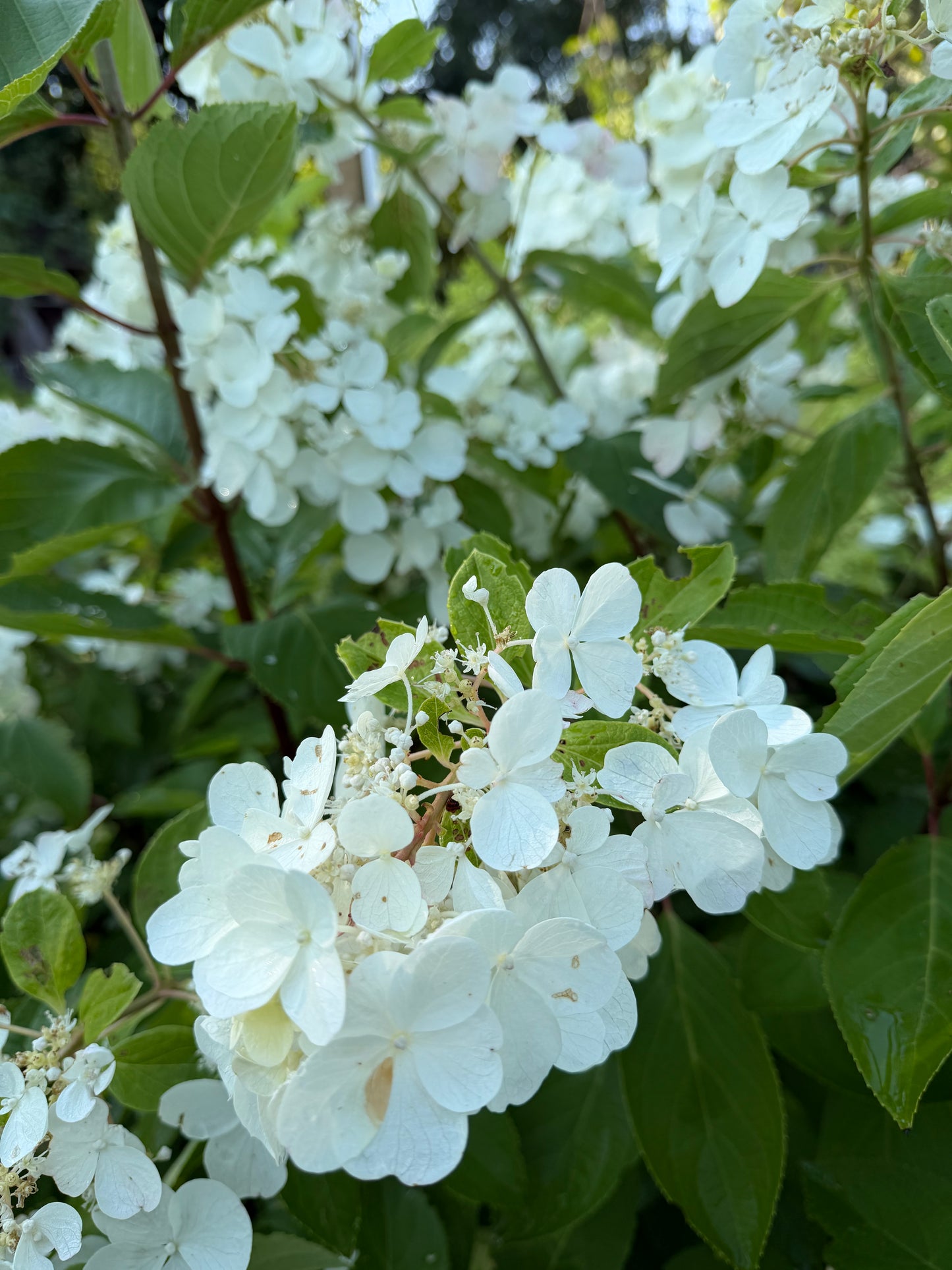 Hydrangea paniculata 'Polar Ball'