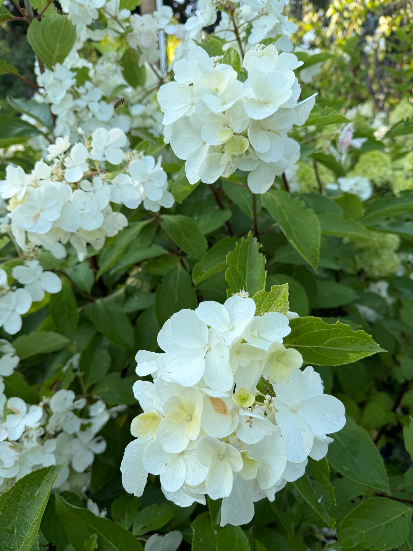 Hydrangea paniculata 'Polar Ball'