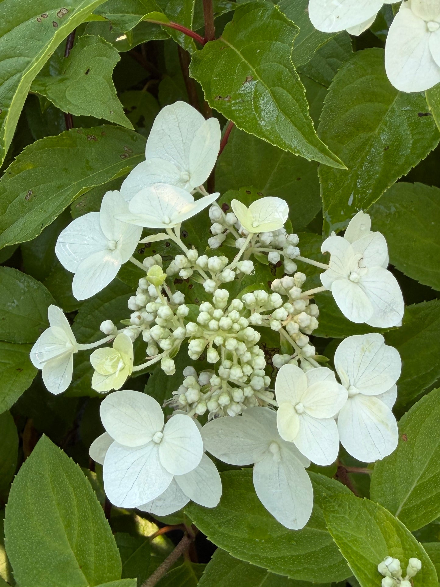 Hydrangea paniculata 'Mega Mindy' (Panicle Hydrangea)