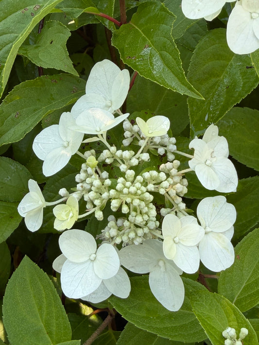 Hydrangea 'Mega Mindy' (Panicle Hydrangea)