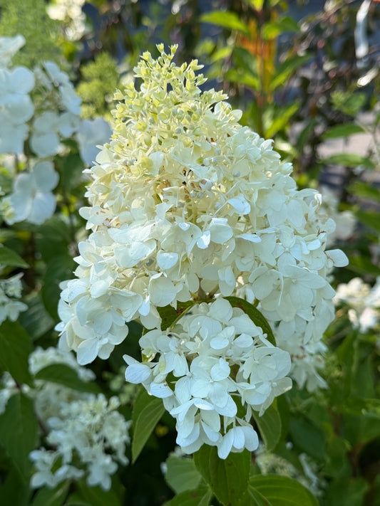 Hydrangea paniculata 'Magical Candle'