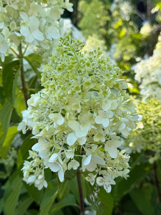 Hydrangea paniculata 'Magical Candle'