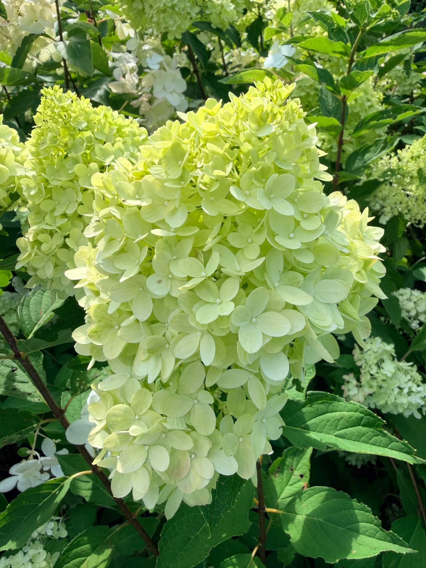 Hydrangea paniculata Dragon Baby™ by Bloomin' Easy®