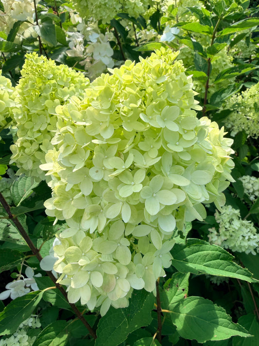 Hydrangea paniculata Dragon Baby™ by Bloomin' Easy®