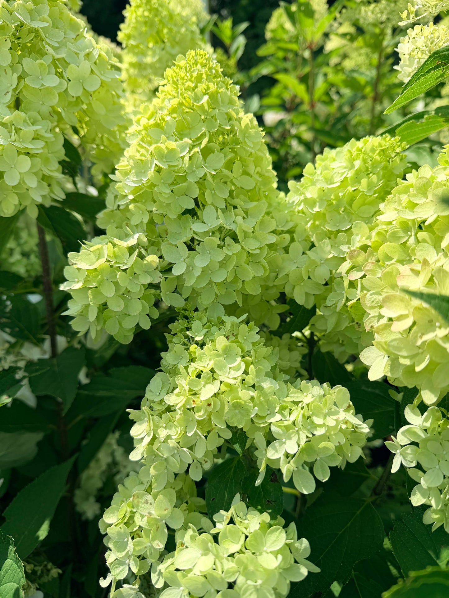 Hydrangea paniculata Dragon Baby™ by Bloomin' Easy®