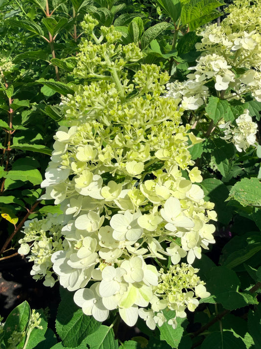 Hydrangea paniculata 'Little Hottie®'