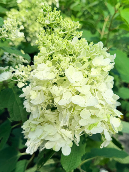 Hydrangea paniculata 'Little Hottie®'
