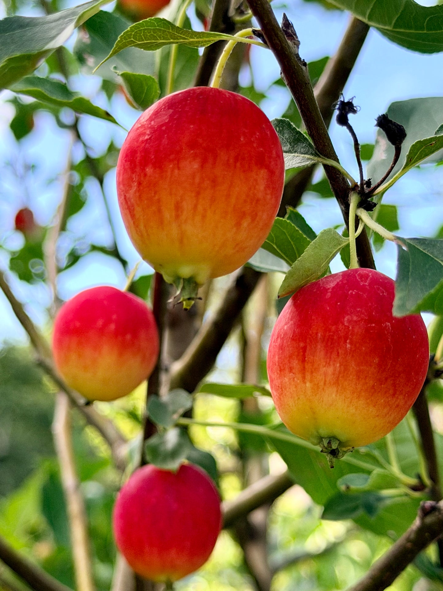 Malus 'Dolgo' (Crabapple) Tree