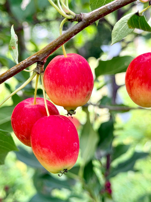 Malus 'Dolgo' (Crabapple)