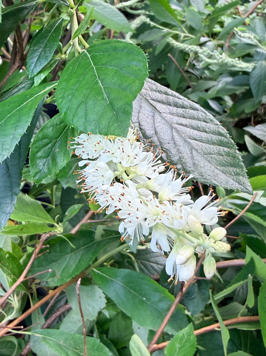 Clethra alnifolia 'Summer Sparkler' (Summersweet)
