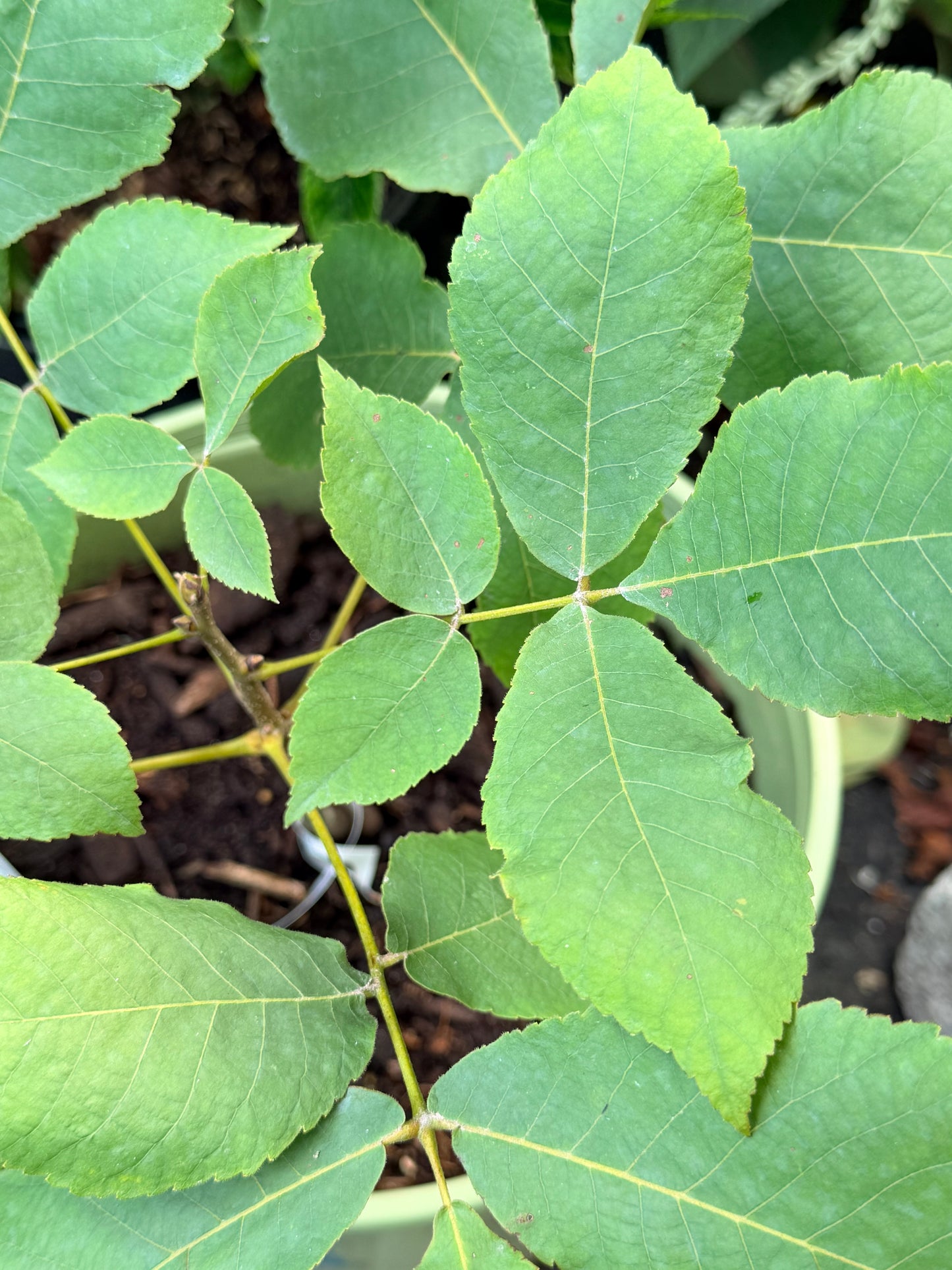 Carya ovata (Shagbark Hickory)
