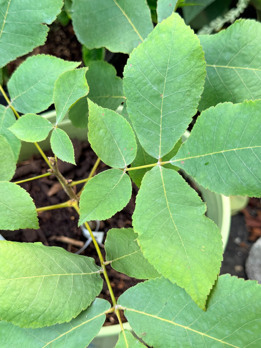 Carya ovata (Shagbark Hickory)