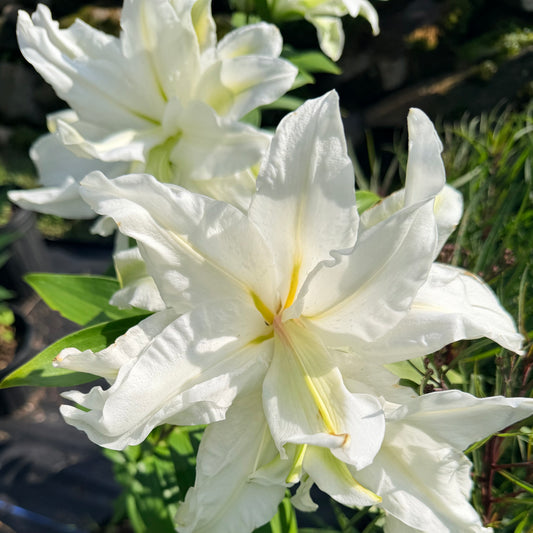 Lilium oriental 'Roselily™ Aisha