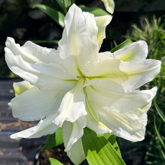 Lilium oriental 'Roselily™ Aisha