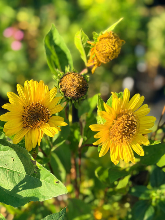 Helianthus decapetalus 'Suncatcher' (Sunflower)