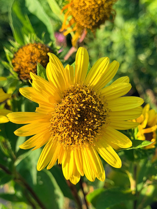 Helianthus decapetalus 'Suncatcher' (Sunflower)