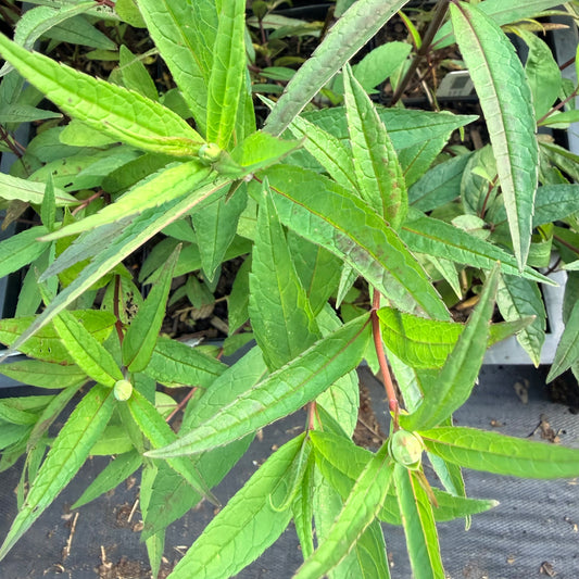 Chelone glabra 'Leiderhosen' (Turtlehead)