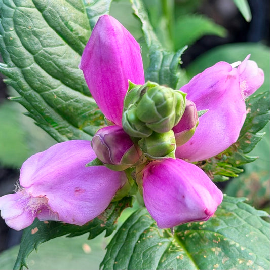 Chelone obliqua 'Rosea'