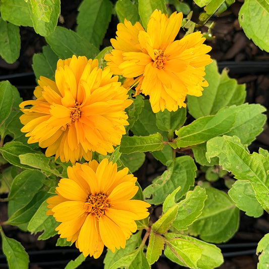 Heliopsis helianthoides 'Sunny Disposition' (False Sunflower)