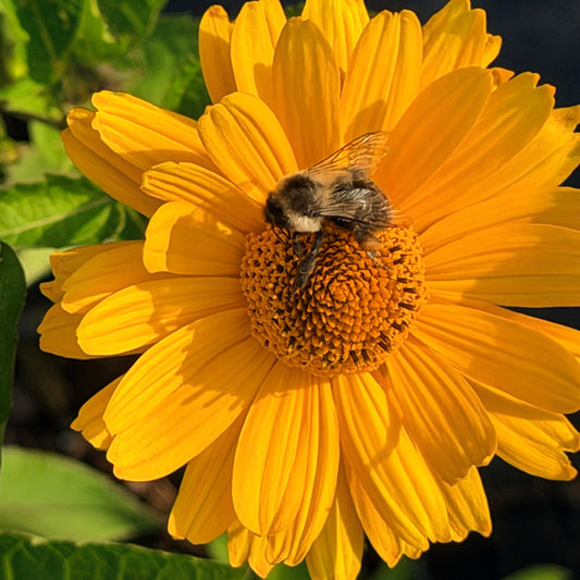 Heliopsis helianthoides 'Sole Magico' (False Sunflower)