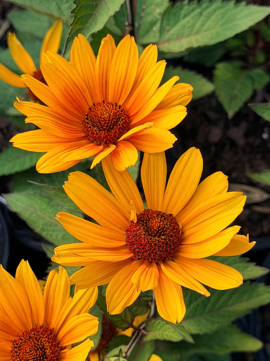 Heliopsis ‘Punto Rosso’ (False Sunflower)
